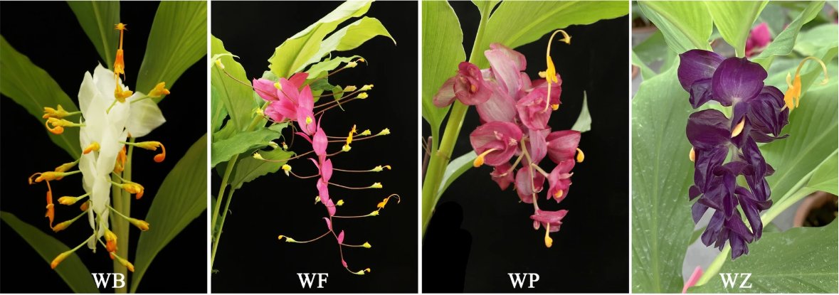 Decoding the color palette in the ornamental bracts of Globba spp.: insights from phenotypic, metabolomic, and transcriptomic analyses. 

Zhou, Y., Tan, J., Huang, L. et al. Planta 262, 11 (2025).
➡️rdcu.be/evc4u