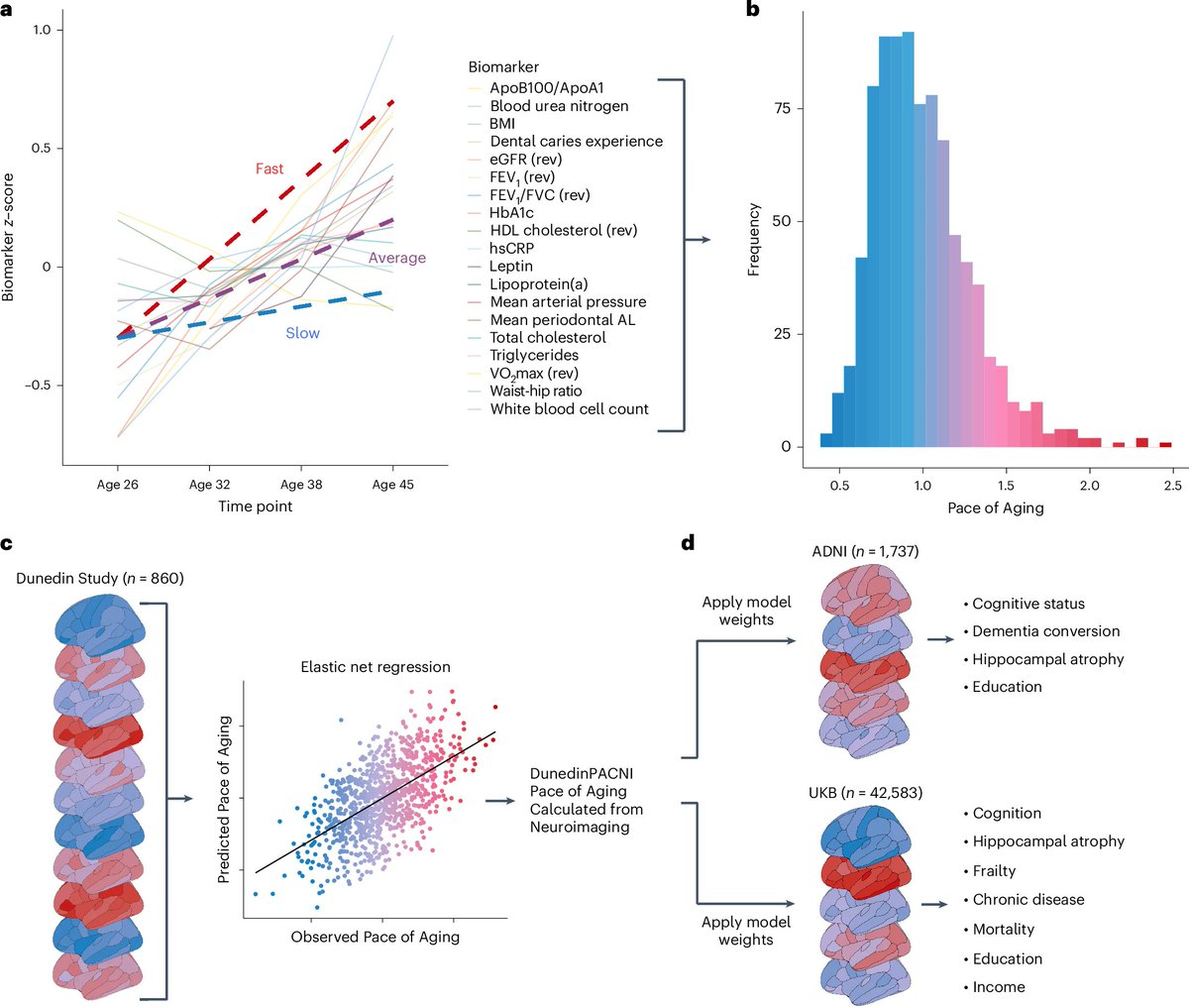 Maxwell Elliott (@max12elliott) on Twitter photo Do you want to measure brain aging from a single MRI scan?
Check out our latest work out in <a href="/NatureAging/">Nature Aging</a> Do you want to measure brain aging from a single MRI scan?
Check out our latest work out in <a href="/NatureAging/">Nature Aging</a>