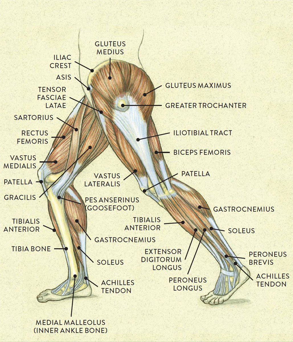 ClimbingCoachX's tweet image. Lower Body Workouts:
Climbing relies heavily on upper body strength, but lower body training is crucial. Lower body strength develops less through climbing alone, making additional training essential. Here are 2 effective workouts to climb harder and prevent injures.