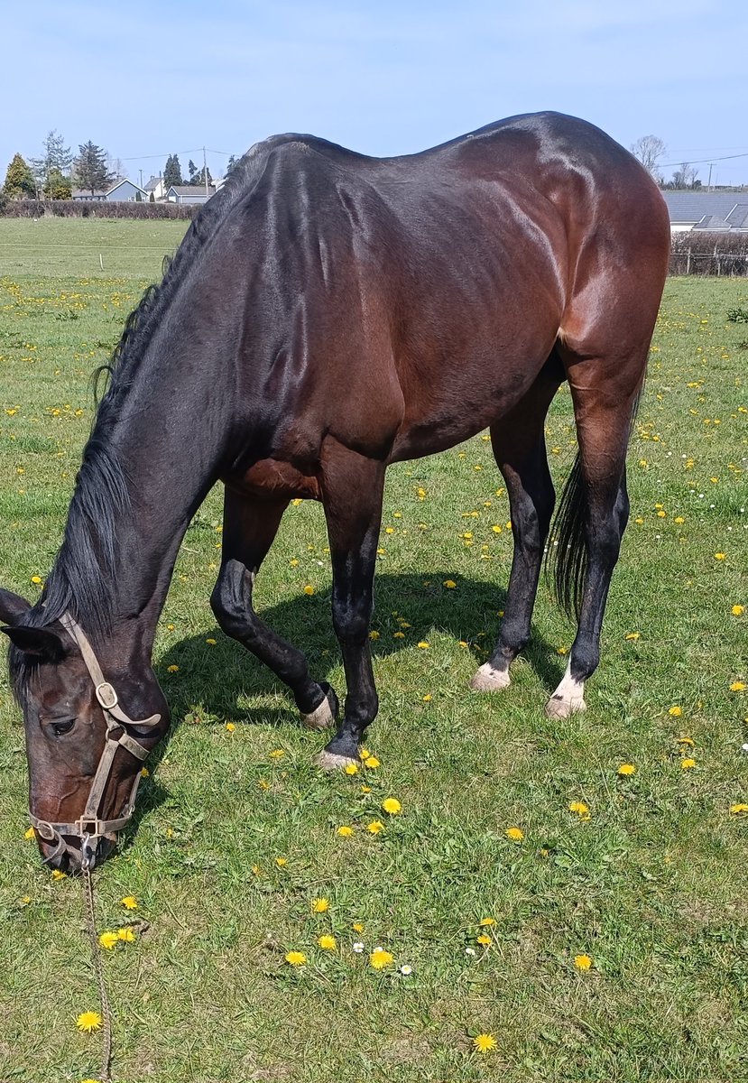 <a href="/AtTheRaces/">At The Races</a> <a href="/WorcesterRaces/">Worcester Racecourse</a> <a href="/GavinSheehan92/">Gavin Sheehan</a> <a href="/jamiesnowden/">Jamie Snowden</a> Youmzain himself. 🎯