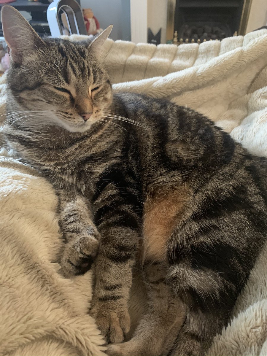 <a href="/MrMoustacheCat/">Moustache Cat</a> <a href="/jerry_tuxedo/">Angel 🌈 Captain Jerry - RIP 1.8.2013-17.6.2025</a> <a href="/RosieRoseLA/">Rosie n Zoe</a> <a href="/Flospots/">Flossie ❤️ Kringle</a> <a href="/6327carole/">Carole👩‍🦳& Milly😺</a> <a href="/BenCalFil_A/">😻Benito🐾Calita😻 🌈Filou🌈</a> <a href="/claraandstorm/">Storm⛈️ and Oswin🥇</a> <a href="/Biscuit_Meow/">Biscuit😻🐦🐾💕</a> <a href="/AdorabullyBadge/">ScallyVampy 🦡🌈 #TeamBadger</a> <a href="/LolaKittySLC/">Lola: The Taupe Avenger 🦸🏽‍♀️ 🐱</a> <a href="/louise_corke/">Louise angel Poppy🐈🐈‍⬛🇺🇦</a> Jerry was a purrfect #mogyoggie look at these amazing poses 
We so proud to do dedicate our #Twist poses to lovely Jerry #MogYog 
Tabitha 1st