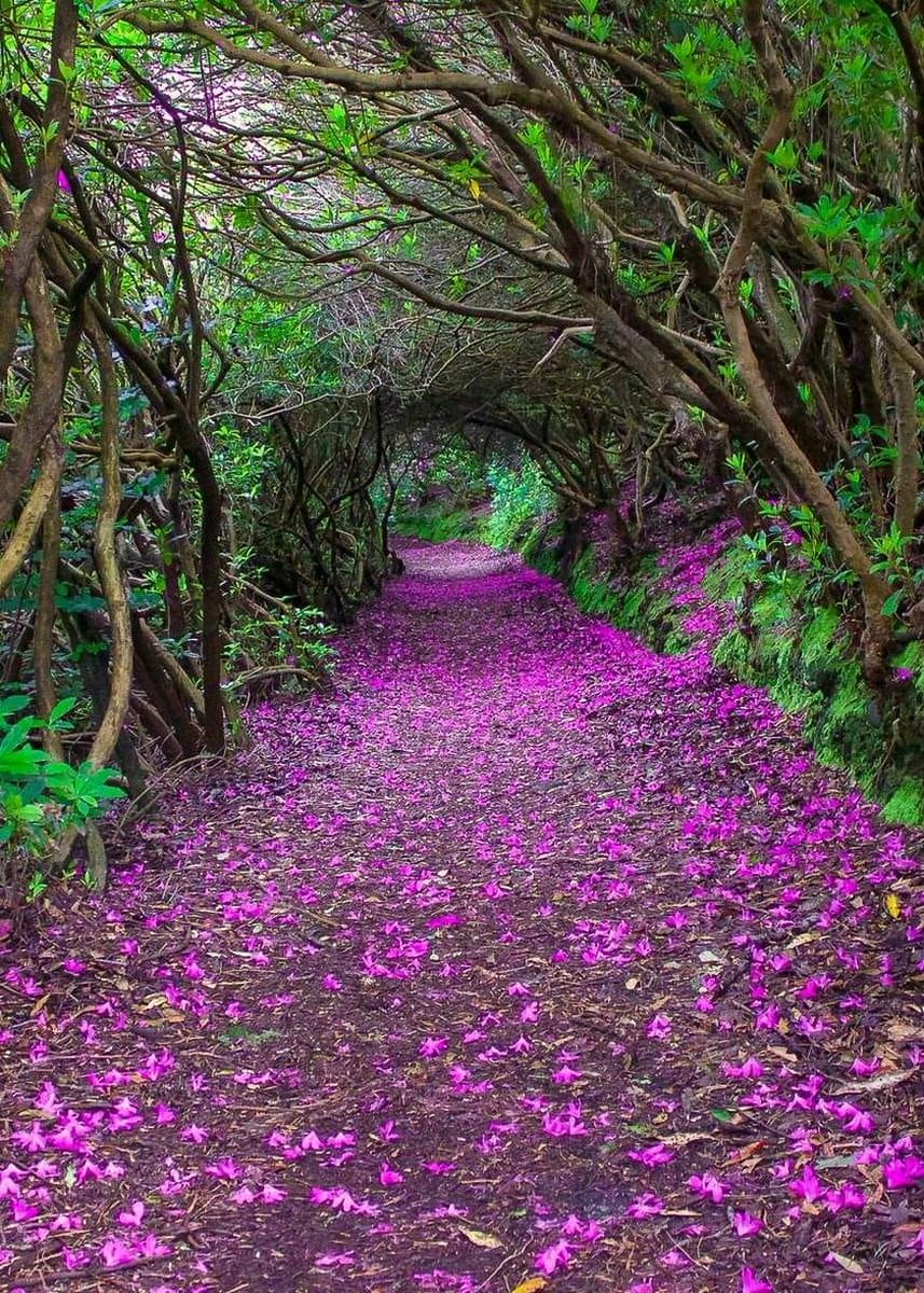 Natural Rhododendron tunnels in Reenagross Park, Kenmare, Ireland 🌠🏎️🛖