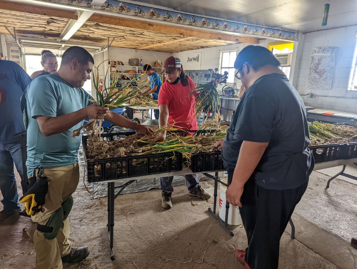 🌾 Farming with Purpose 🌾
Join us July 16 | 3–4 p.m. EDT for a FREE webinar on how New Mexico AgrAbility &amp; <a href="/MandysFarmNM/">Mandy's Farm</a>  are supporting farmers with intellectual/#developmental #disabilities through adaptive apprenticeships.
🔗 Register: agrability.org/ntw-encore/ #nifaimpacts