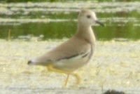 Ian Bennell (@ianbennell75) on Twitter photo Despite not seeing the mega alert for 3 hours I still managed an after work twitch to <a href="/RSPBRainham/">RSPB Rainham Marshes</a> 15 years ago today for this White-tailed Plover. It wasn’t too far from where I’d ticked Sociable Plover 5 years previously. Caspian or Oriental next 🤞🏻😂 Despite not seeing the mega alert for 3 hours I still managed an after work twitch to <a href="/RSPBRainham/">RSPB Rainham Marshes</a> 15 years ago today for this White-tailed Plover. It wasn’t too far from where I’d ticked Sociable Plover 5 years previously. Caspian or Oriental next 🤞🏻😂