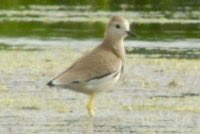 Ian Bennell tweet media