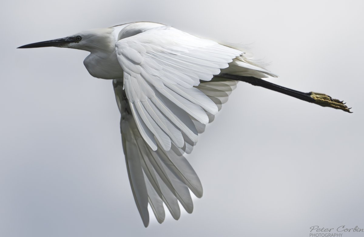 Pete Corbin Wildlife Photography (@petey632) on Twitter photo Little Egret Lytchett Bay Poole Harbour Dorset <a href="/DorsetBirdClub/">Dorset Bird Club</a> <a href="/SightingDOR/">Dorset Wildlife Spot</a> <a href="/DorsetWildlife/">Dorset Wildlife Trust</a> <a href="/LytchettP/">Lytchett Bay Nature</a> Little Egret Lytchett Bay Poole Harbour Dorset <a href="/DorsetBirdClub/">Dorset Bird Club</a> <a href="/SightingDOR/">Dorset Wildlife Spot</a> <a href="/DorsetWildlife/">Dorset Wildlife Trust</a> <a href="/LytchettP/">Lytchett Bay Nature</a>