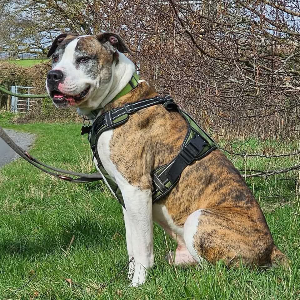 karen73984451's tweet image. #k9hour sitting pawfectly waiting on a super duper home plz RT #Wallace #TeamZay @SeniorStaffy
