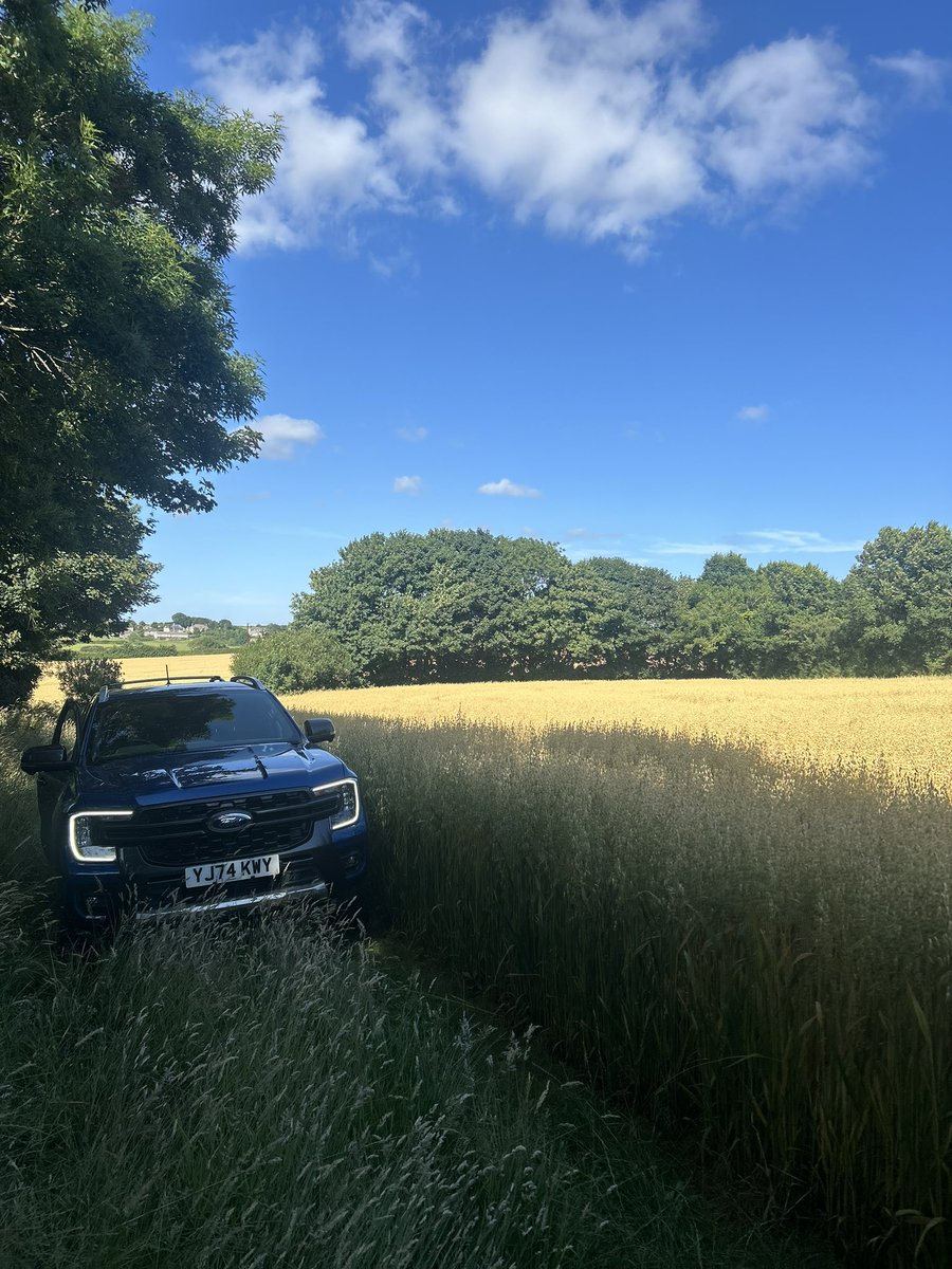 Oats quickly turning now! Would rather we didn’t have too much weather on this block either 😅