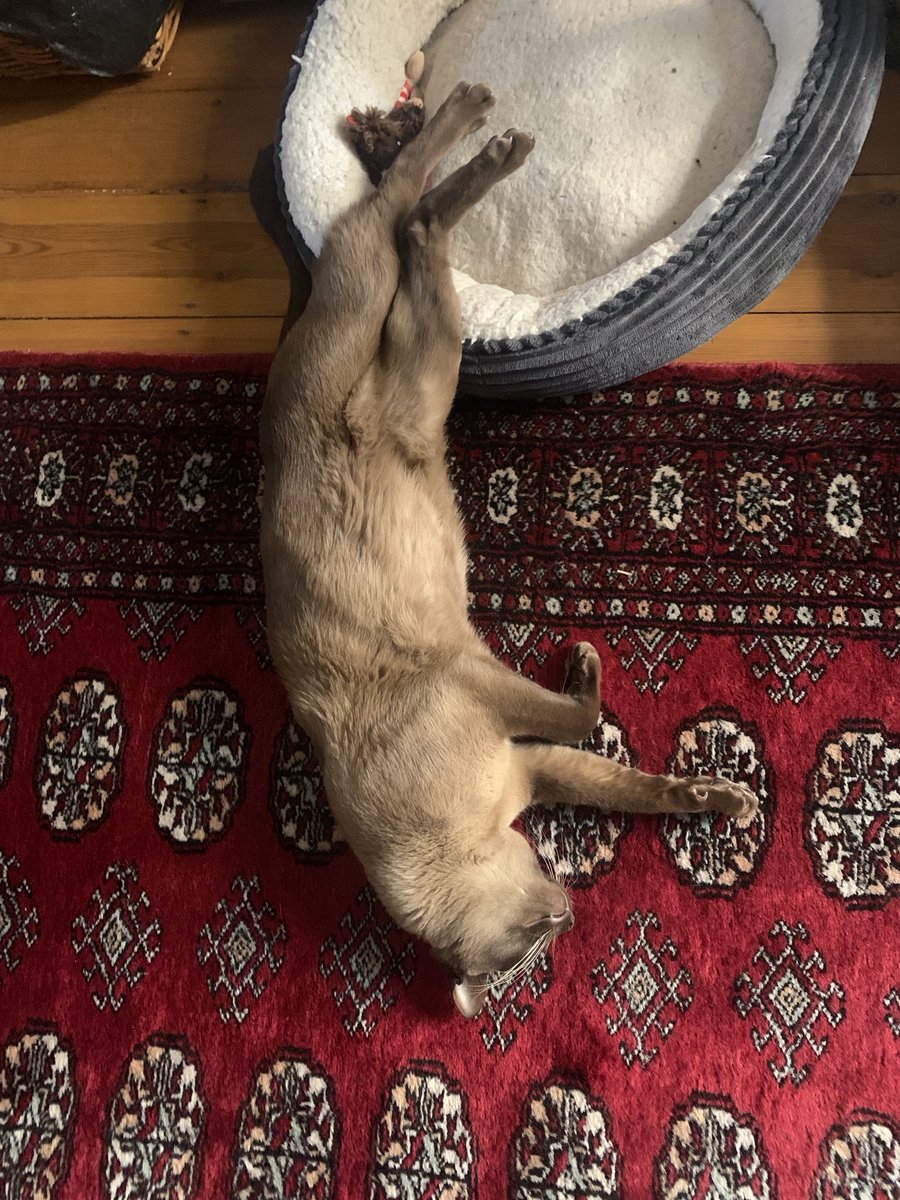 We won’t pretend that we found #mogyog #twist easy ⁦<a href="/MrMoustacheCat/">Moustache Cat</a>⁩. Mischa worked hard on this one though. What do you think?