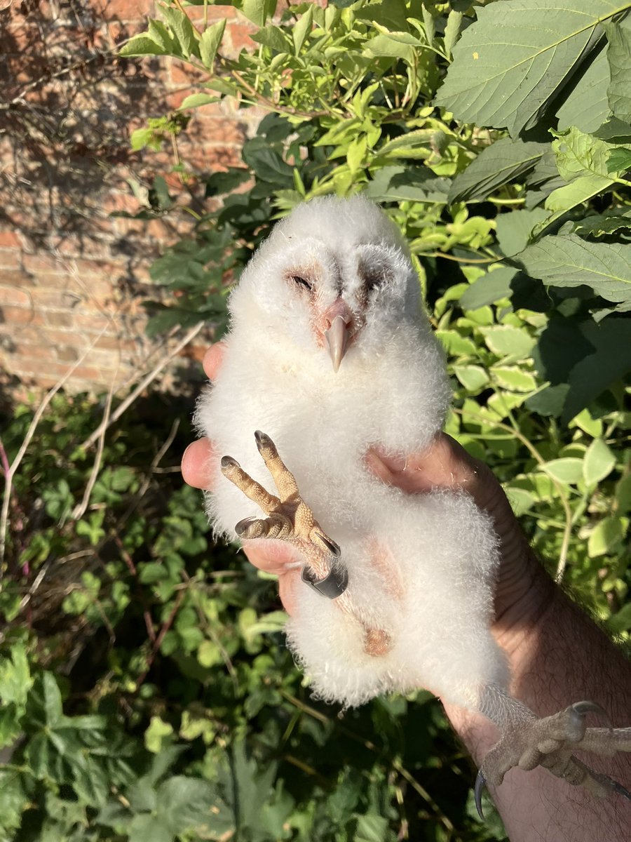 Paul Riddle tweet media