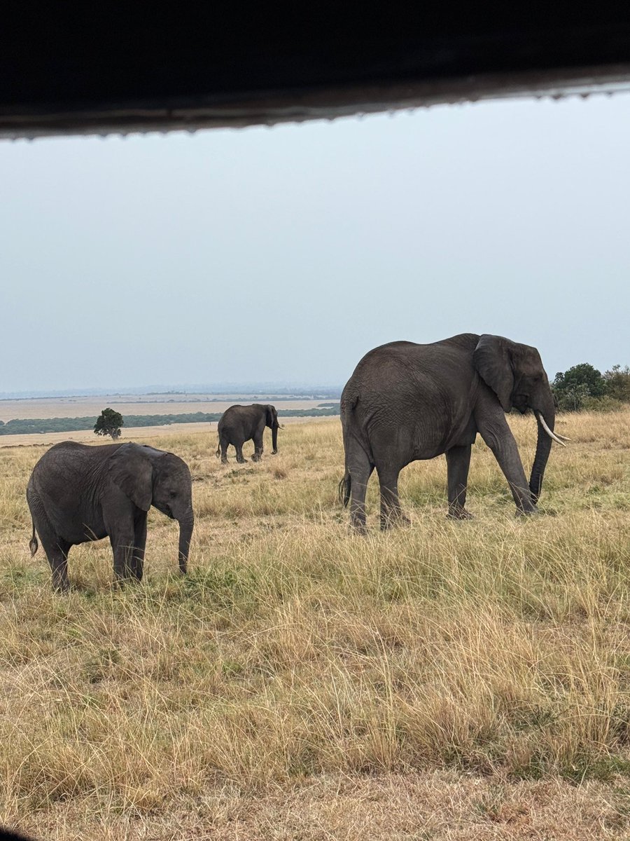 #MasaiMara Spending a week in Africa changes a lot of perspectives ..  The opportunity of Africa is real yet the universal challenges of governance determine what is vs what can be …