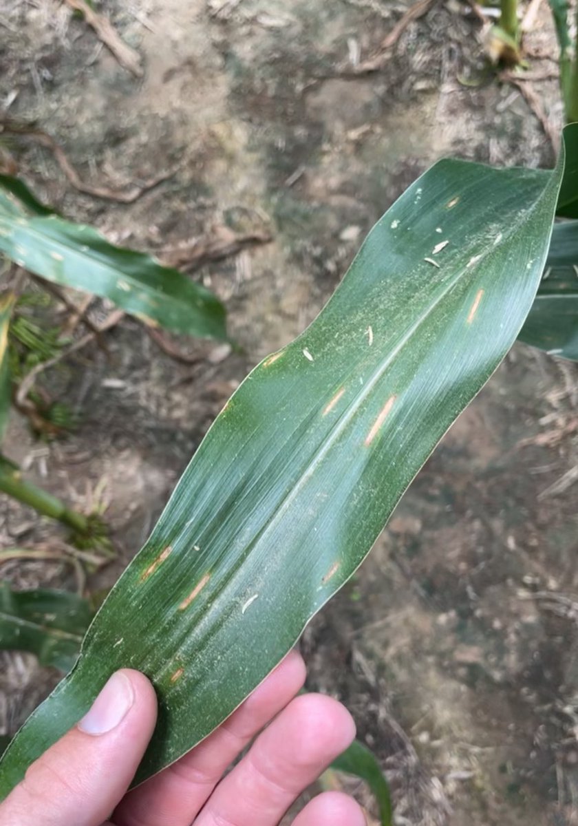 Following the heat and humidity the past few weeks - Gray Leaf Spot is starting to show itself in Southern IL