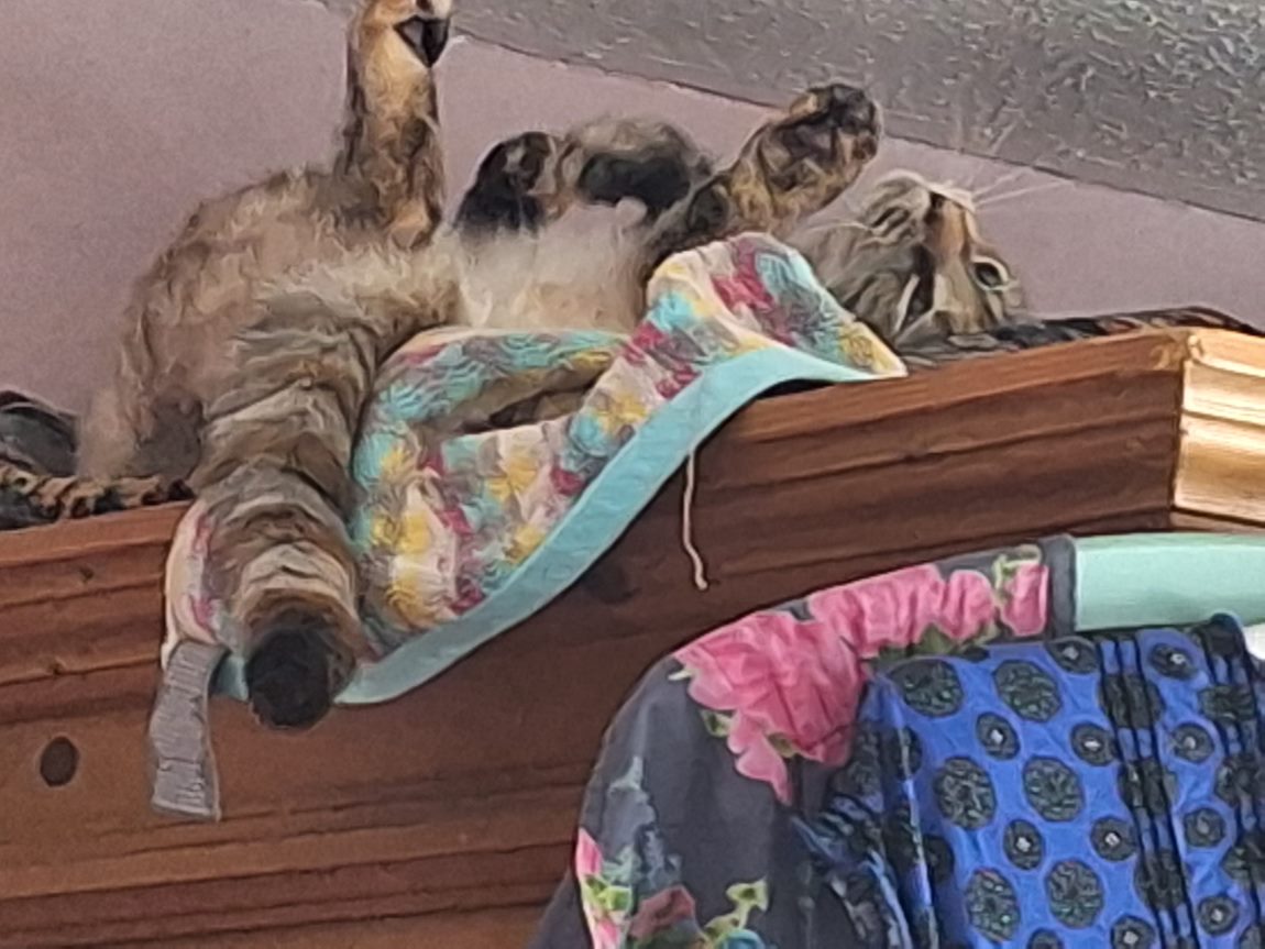 Louise angel Poppy๐๐โโฌ๐บ๐ฆ (@louise_corke) on Twitter photo <a href="/MrMoustacheCat/">Moustache Cat</a> <a href="/jerry_tuxedo/">Angel ๐ Captain Jerry - RIP 1.8.2013-17.6.2025</a> <a href="/RosieRoseLA/">Rosie n Zoe</a> <a href="/Flospots/">Flossie โค๏ธ Kringle</a> <a href="/MariaPulk/">Coop, Angel Willow & Mummy Maria ๐Squirt</a> <a href="/aurora3s/">๐๐บFlo and Rear Admiral Sammy๐บ๐</a> <a href="/Cat_In_Charge/">Tinkerbell</a> <a href="/JennyNicholas4/">Jenny,Saffy,Tigger,Fizbo an Twerp da Canary</a> <a href="/NiftyNeels/">Neels the Serval</a> <a href="/JellyOzzy/">Ozzy & Angel Jelly ๐ ๐พ</a> <a href="/Jensonthefloof/">Jenson and Arwen ๐RIP</a> <a href="/LBisaillon/">Chowsie</a> Hello Mous and Pals, we raise a glass to Jerry. There is some curious #twist from Rosie, Fleur(2) and Sylvester for this evening's #mogyog <a href="/MrMoustacheCat/">Moustache Cat</a> <a href="/jerry_tuxedo/">Angel ๐ Captain Jerry - RIP 1.8.2013-17.6.2025</a> <a href="/RosieRoseLA/">Rosie n Zoe</a> <a href="/Flospots/">Flossie โค๏ธ Kringle</a> <a href="/MariaPulk/">Coop, Angel Willow & Mummy Maria ๐Squirt</a> <a href="/aurora3s/">๐๐บFlo and Rear Admiral Sammy๐บ๐</a> <a href="/Cat_In_Charge/">Tinkerbell</a> <a href="/JennyNicholas4/">Jenny,Saffy,Tigger,Fizbo an Twerp da Canary</a> <a href="/NiftyNeels/">Neels the Serval</a> <a href="/JellyOzzy/">Ozzy & Angel Jelly ๐ ๐พ</a> <a href="/Jensonthefloof/">Jenson and Arwen ๐RIP</a> <a href="/LBisaillon/">Chowsie</a> Hello Mous and Pals, we raise a glass to Jerry. There is some curious #twist from Rosie, Fleur(2) and Sylvester for this evening's #mogyog