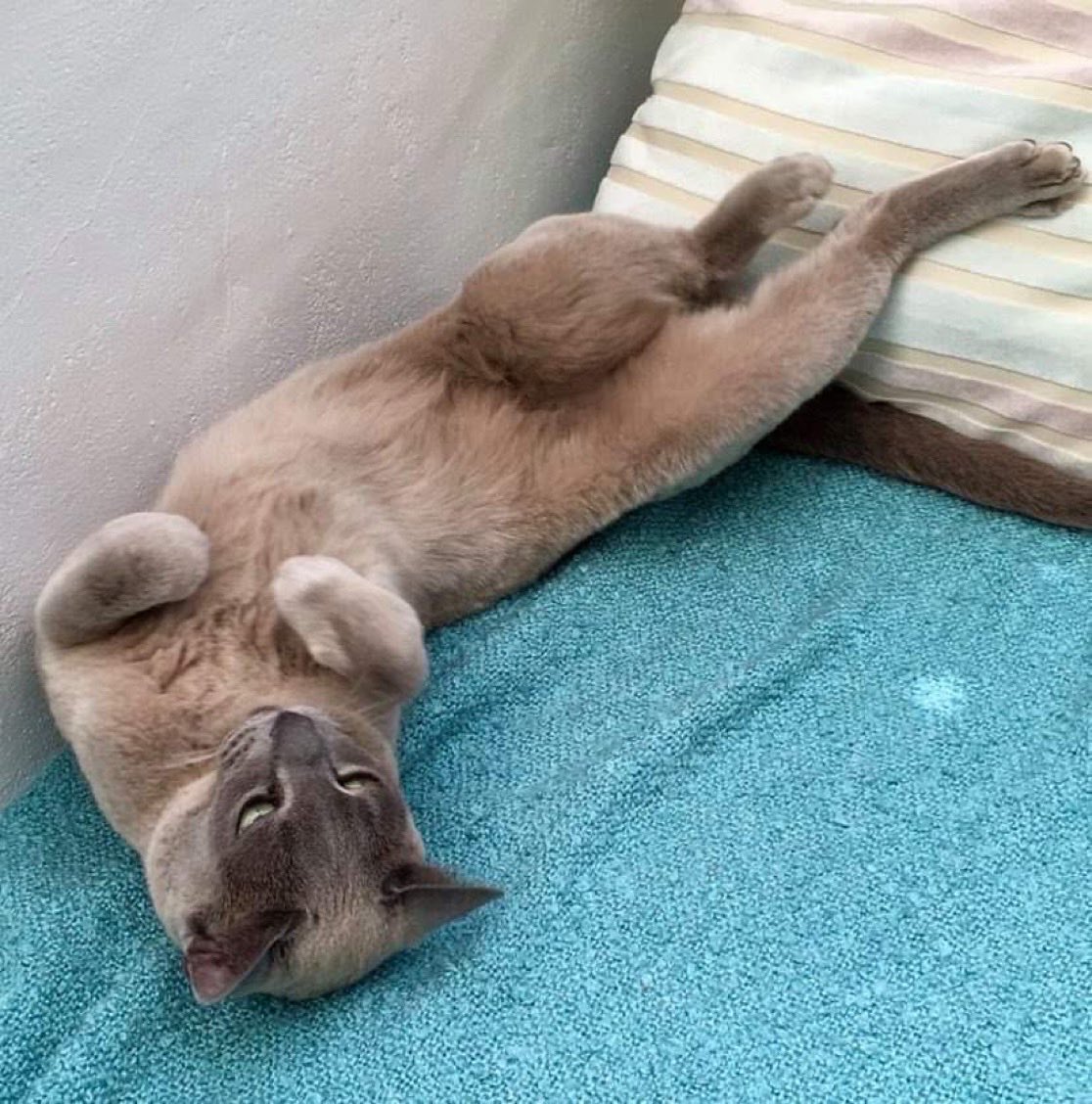Next up is mine. Work in progress I reckon ⁦<a href="/MrMoustacheCat/">Moustache Cat</a>⁩. #mogyog #twist.