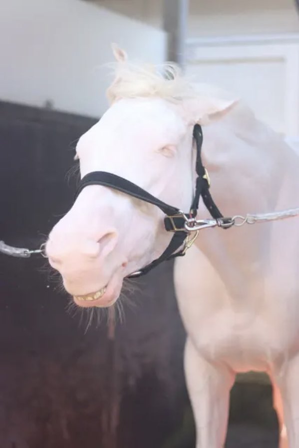 はじめまして。 🫏マルガ🫏です。 おねえちゃんは《ソダシ》です。 5