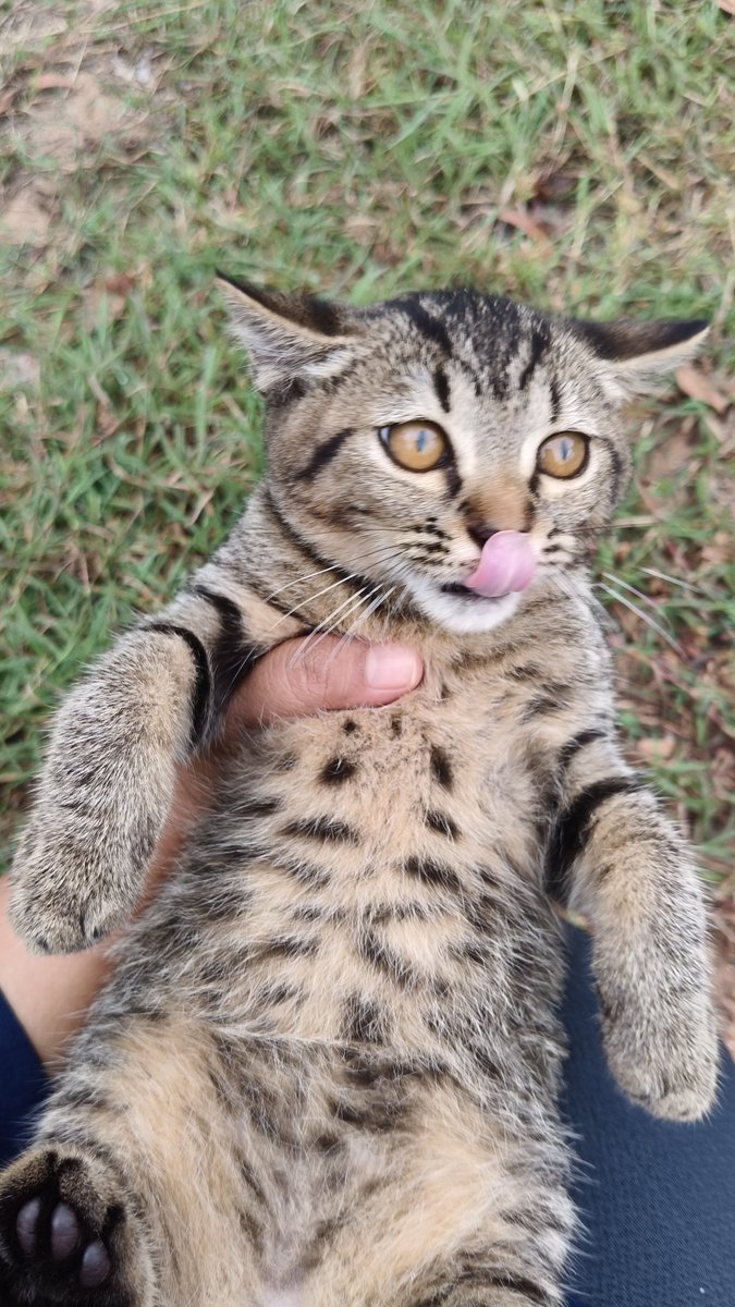 Ada dua kitten comel kat Tasik Darul Aman Jitra ni yang everyday husband aku bagi makan. Depa duk tepi entrance Tasik, dlm kawasan berpalang merah putih tu. 

Siapa boleh adopt comel2 ni, tolong adopt pls. Kami ada 15 ekor dah xboleh nak bawak balik huuuuu. Mampu dtg bg makan je
