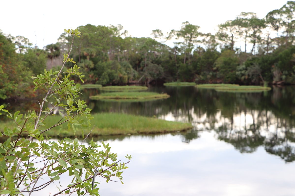 BeematsWetlands's tweet image. 🌿 Celebrating #MacrophyteMonday w/ a peaceful pond view — &amp;amp; a purpose!

#Beemats floating treatment #wetlands are hard at work below the surface, filtering pollutants &amp;amp; helping clean water. 💧

beemats.com

#phytoremediation #eutrophication #environmentalengineering