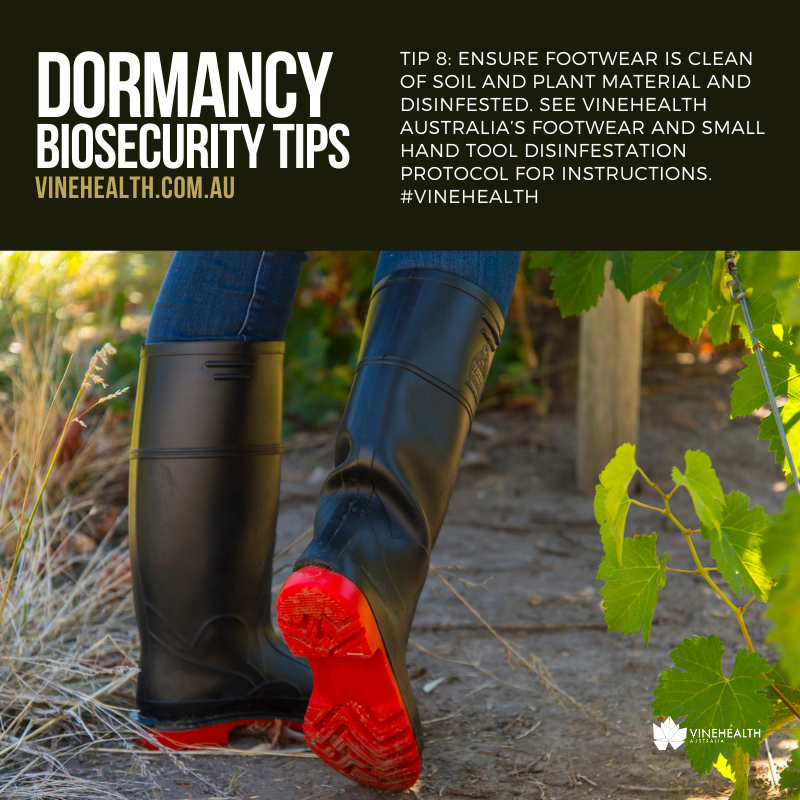 Dormancy Tip #8: Ensure footwear is clean of soil and plant material and disinfested. See Vinehealth Australia’s Footwear and Small Hand Tool Disinfestation Protocol for instructions: vinehealth.com.au/2021/09/footwe… #Vinehealth