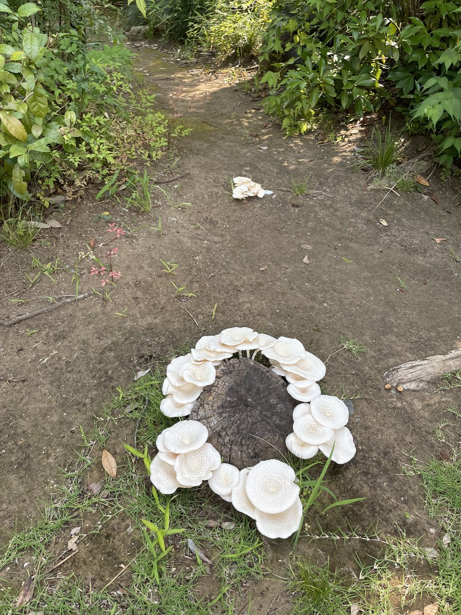 一日経ったらでかくなってた