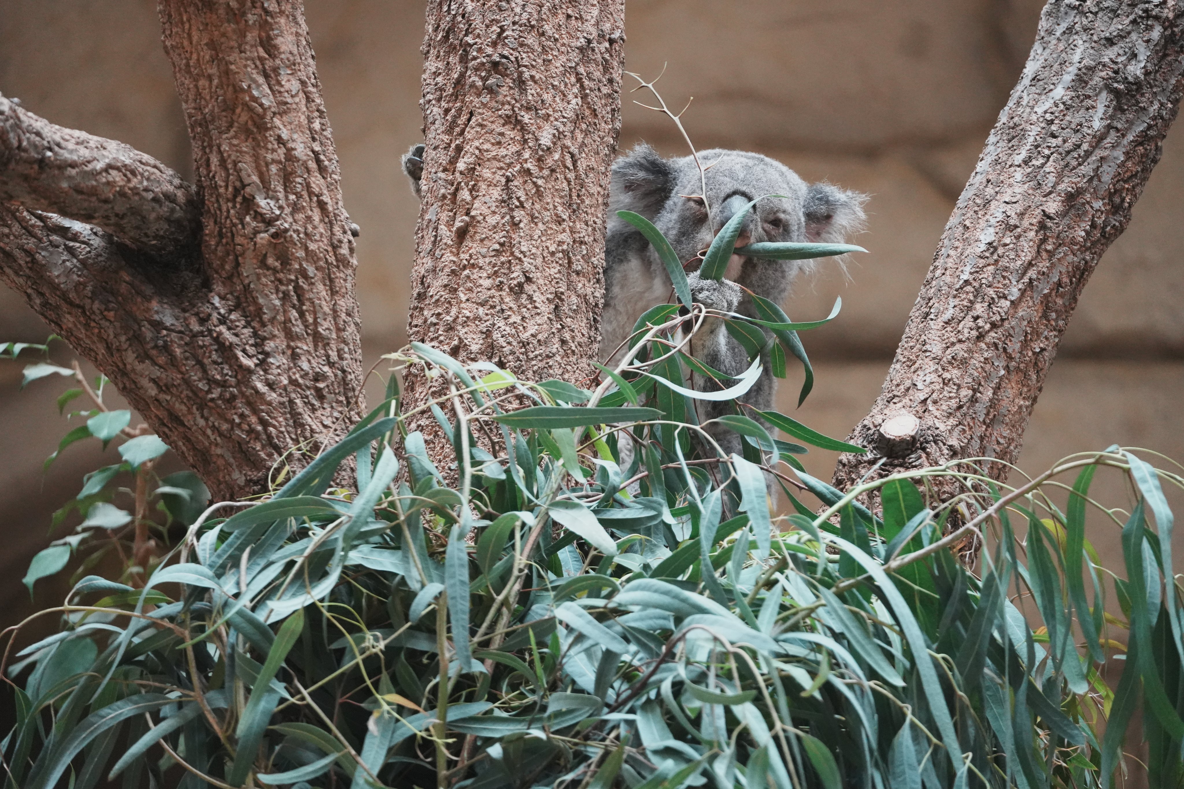 ヨイ🐨 on X: 