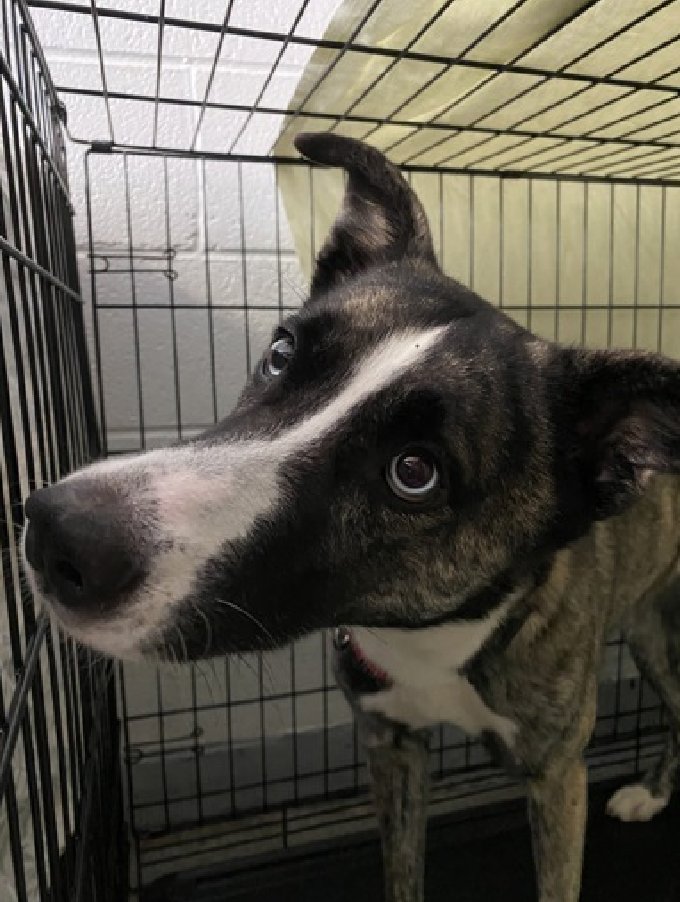 Little 
New Intake #NYCACC 
nycacc.app/#/browse/230857 
#AdoptMe 

Slightly confused 
How did she end up here?
If this is your dog that got loose, please pick her up
If you just set her free on the streets, watch out fo rthat bus
Shy, enjoys playing &amp; attention 
Save Little