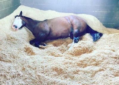 horse sleeping in stall very comfortable and cozy deep sleep