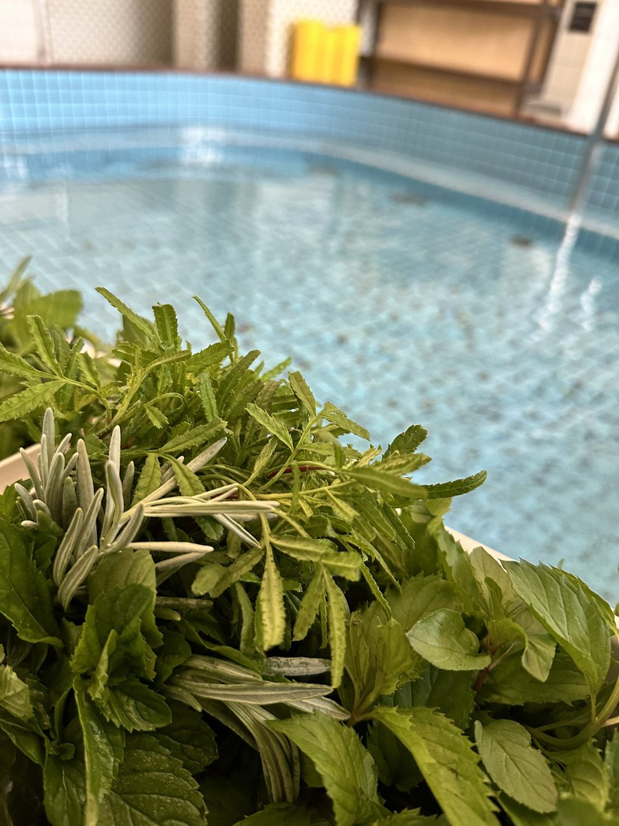 🌿more herb day🌿

期間:7/11（金）〜7/13（日）

🌿生ハーブロウリュ
🌿水風呂ロウリュ
🌿冷やしハーブ炭酸水
🌿スタッフによるハーブウォーターロウリュ(土日のみ)

ハーブもりもりでお待ちしてます！

#moreherbday #恵みの湯 #ハーブ #サウナ