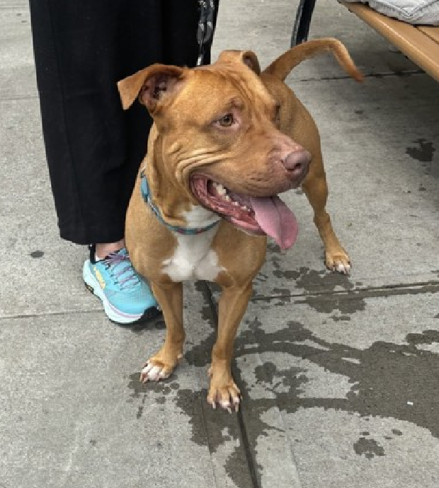 Aries🎯
New Intake #NYCACC 
nycacc.app/#/browse/230117 
#RescueOnly #FosterMe #Pledge4Rescue 

Aries is stressed 
Only day 6, so I guess the drugs kicked in 
Will be Kill Listed soon 
Aries needs a calm enviro, devoted champion &amp; time 
Or she will be dead