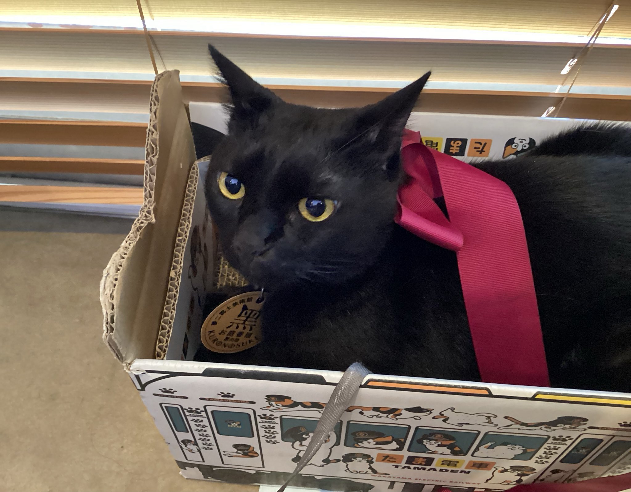 ワグナー社　KUNSTLERSCHUTZ  猫　黒猫 夢二郷土美術館(公益財団法人 両備文化振興財団) on X: 