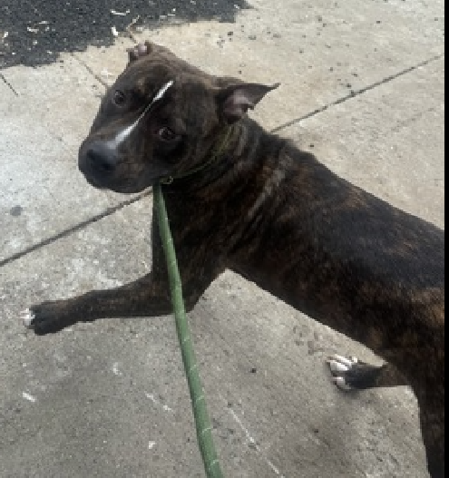 Shadow the Great 
New Intake #NYCACC 
nycacc.app/#/browse/230206 
#AdoptMe 

Someone has a crush at #MACC 
Shadow the Great 
#PuppyLove has 7 photos 
Sorry most of them are blurry, he can wiggle

What a Good Boy
Already knows to look at handler
I see many treats in his future