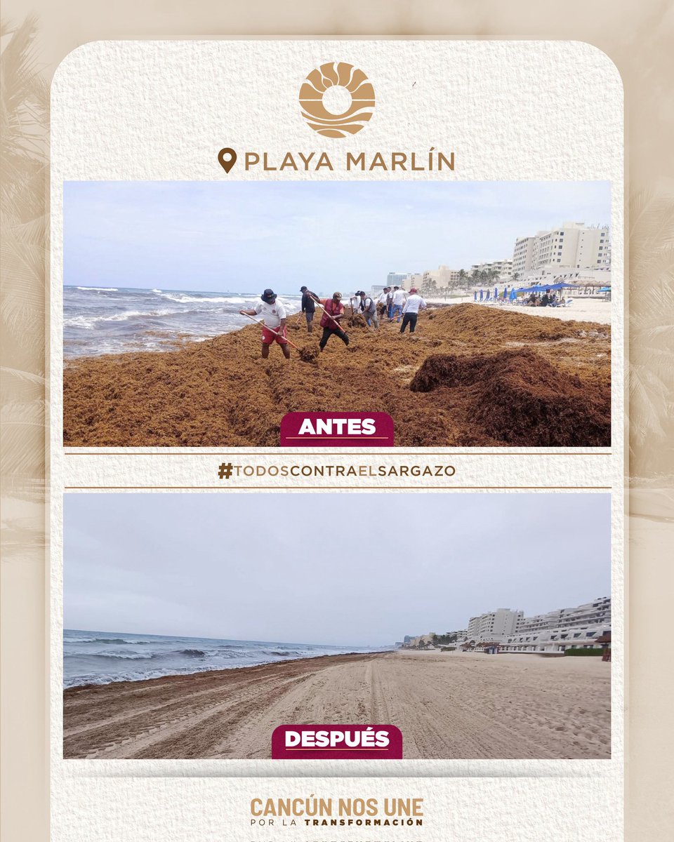 Ayto Benito Juárez (@aytocancun) on Twitter photo Este es el antes y después de las labores de limpieza que realizamos con el gran equipo de <a href="/ServPublicosBj/">Dirección General de Servicios Públicos Municipale</a>, <a href="/ZofematCun/">ZofematCun</a> y todo el equipo del Ayuntamiento. 💪
Gracias al esfuerzo y trabajo en equipo, nuestra Playa Marlín está nuevamente libre de sargazo. 🌊
#TodosContraElSargazo Este es el antes y después de las labores de limpieza que realizamos con el gran equipo de <a href="/ServPublicosBj/">Dirección General de Servicios Públicos Municipale</a>, <a href="/ZofematCun/">ZofematCun</a> y todo el equipo del Ayuntamiento. 💪
Gracias al esfuerzo y trabajo en equipo, nuestra Playa Marlín está nuevamente libre de sargazo. 🌊
#TodosContraElSargazo