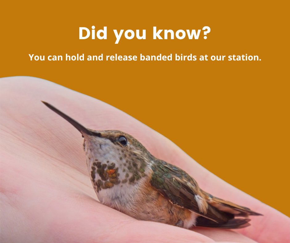 VARCbirdbanding's tweet photo. Have you ever seen a hummingbird up close?
This is your chance!
Our team will be gently capturing and banding these tiny pollinators!
📷 Saturday, July 19
📷 7:00 – 9:00 AM
📷 ƛ̓éxətəm Regional Park (formerly Colony Farm), Coquitlam, BC

Register here: https://t.co/XnsKKVXWtc https://t.co/CWIKx1faPr