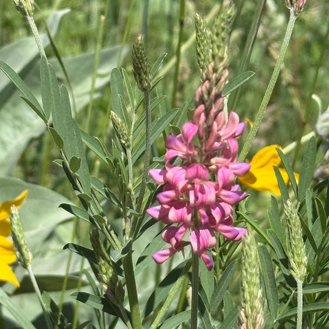 Mother Nature is showing off again. 🌺