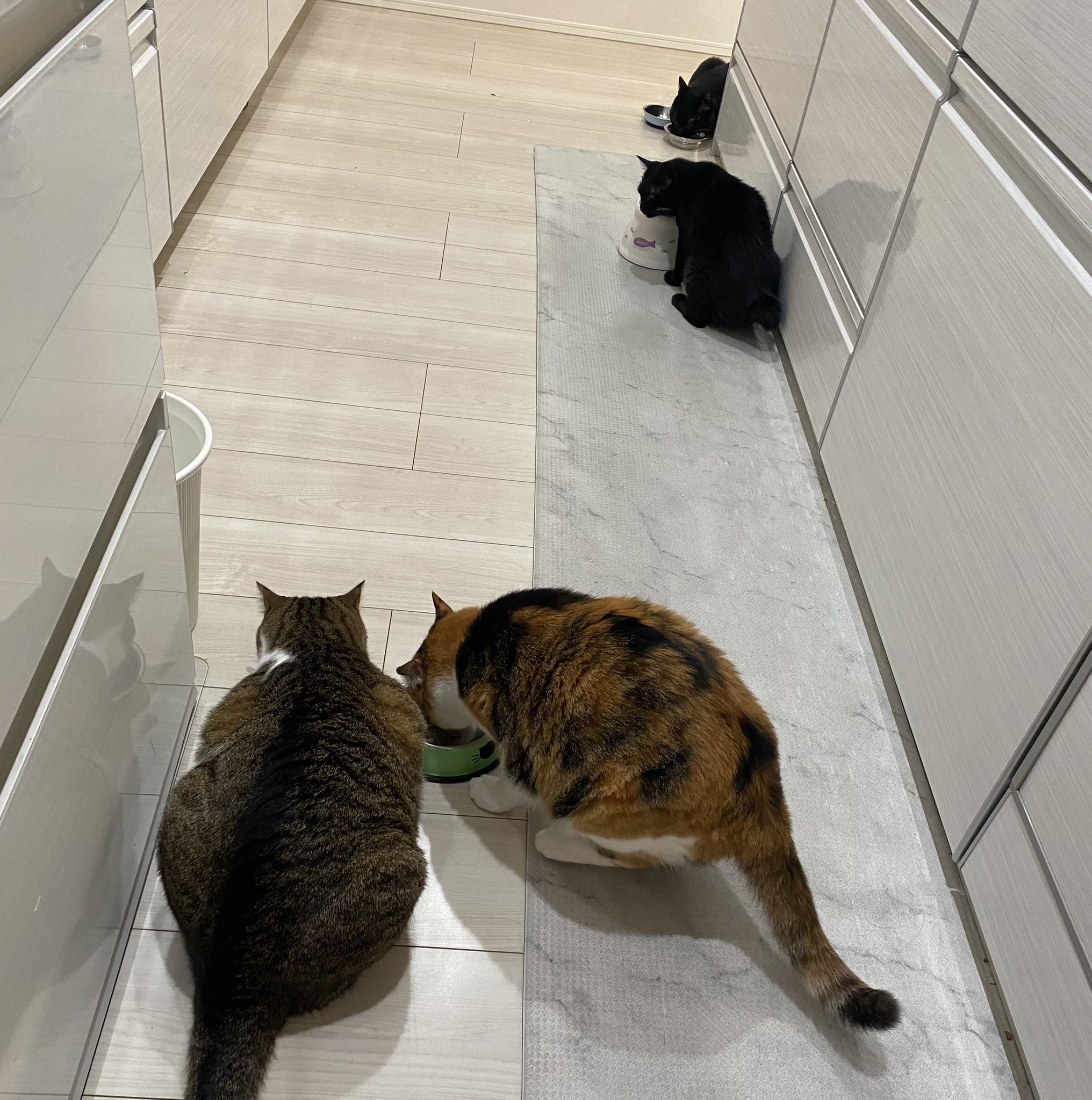 ねこママちゃんセレクト ねこママちゃんセレクト 5匹の猫のママ (@30e9W9jTHpqeyUV) / X