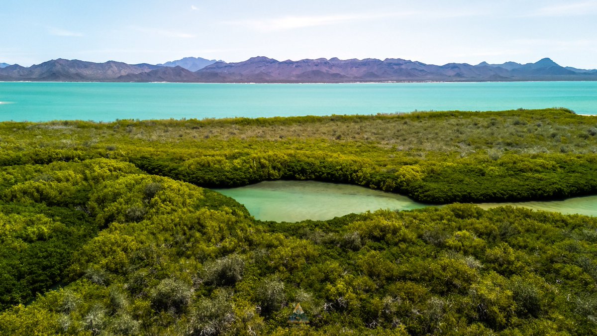 GGerardox2's tweet image. El mangle es vital para el ecosistema: protege las costas, sirve de refugio a muchas especies, filtra el agua y captura carbono, ayudando a combatir el cambio climático.
📍Isla Tiburón (Tahejöc)