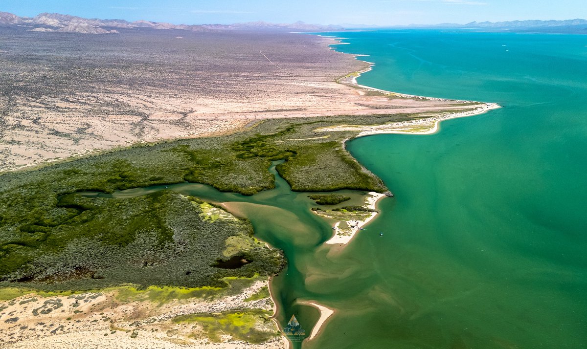GGerardox2's tweet image. El mangle es vital para el ecosistema: protege las costas, sirve de refugio a muchas especies, filtra el agua y captura carbono, ayudando a combatir el cambio climático.
📍Isla Tiburón (Tahejöc)