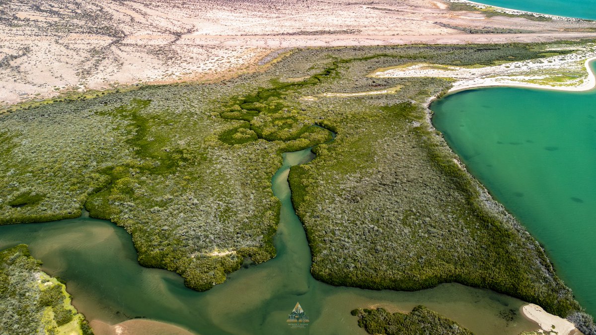 GGerardox2's tweet image. El mangle es vital para el ecosistema: protege las costas, sirve de refugio a muchas especies, filtra el agua y captura carbono, ayudando a combatir el cambio climático.
📍Isla Tiburón (Tahejöc)