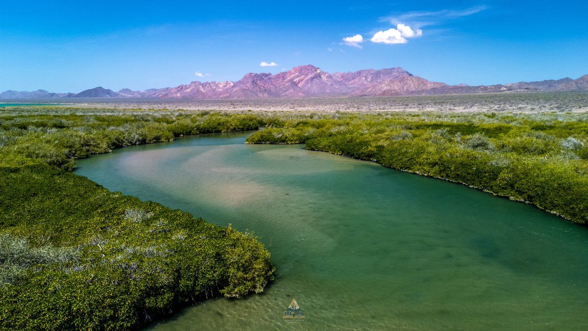 GGerardox2's tweet image. El mangle es vital para el ecosistema: protege las costas, sirve de refugio a muchas especies, filtra el agua y captura carbono, ayudando a combatir el cambio climático.
📍Isla Tiburón (Tahejöc)