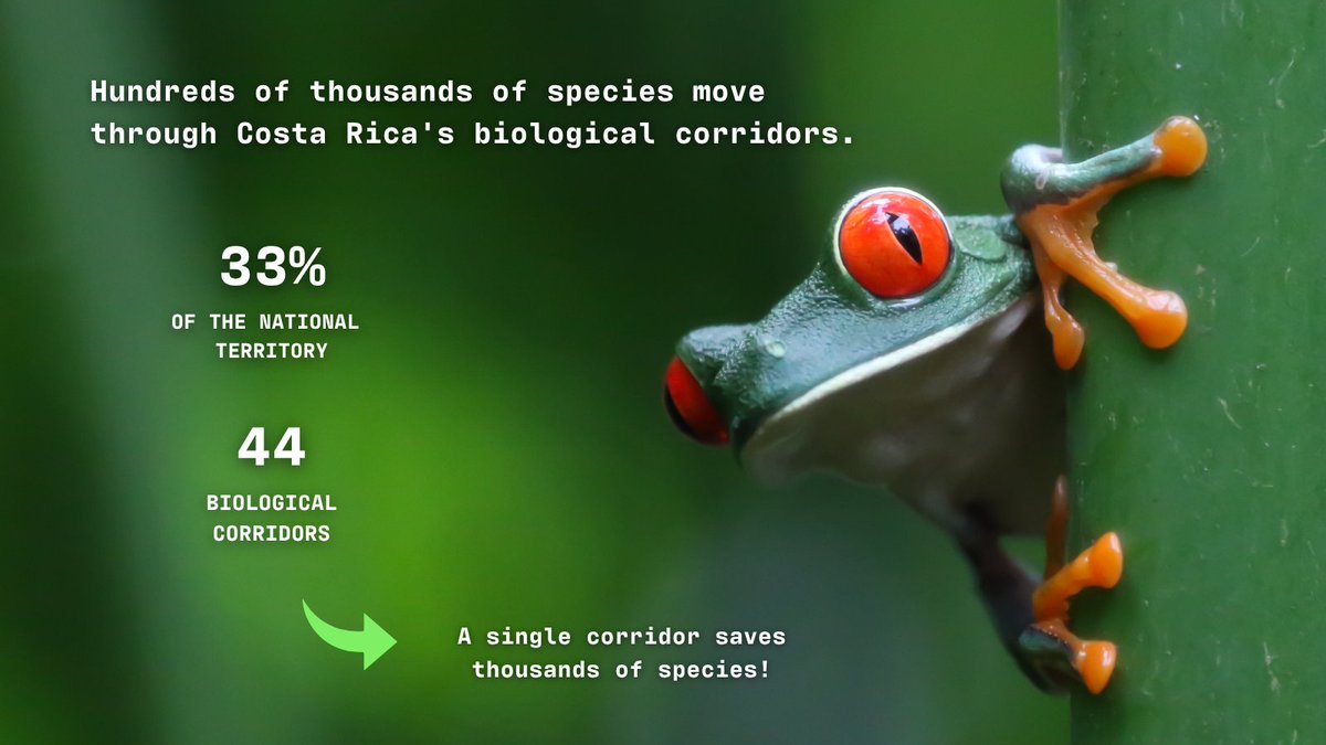 TreeByte tweet media