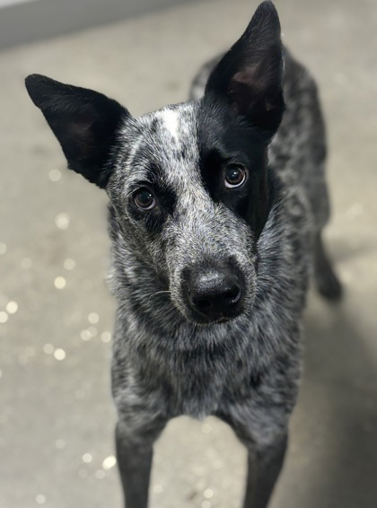 sahumane's tweet photo. This gorgeous, 2 years old, American Blue Heeler is looking for a new family. Are you looking for a new BFF full of energy, and ready for adventures? Come visit McLovin at the SAHS! 🥰 https://t.co/4P40WNTDeY