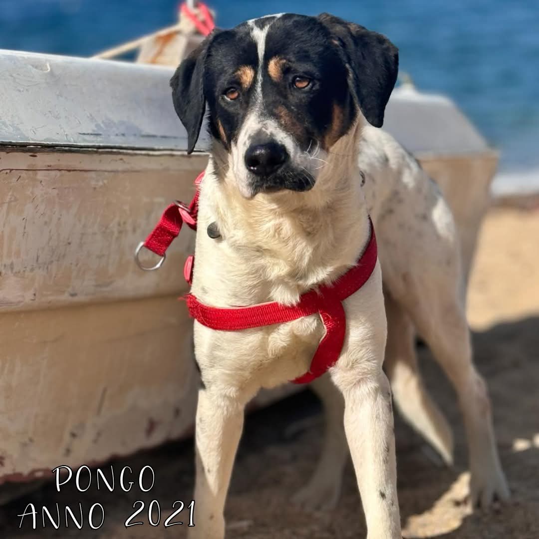 4zampeinvolo's tweet image. 🐾 ADOZIONE DEL CUORE – PONGO CERCA CASA! 🏠
📌 Allegro, curioso e in cerca di amore: PONGO aspetta solo una famiglia da amare per sempre.
📣 Info rapide su PONGO:
📍 Età: 2021 (4 anni)
⚖️ Taglia: Medio-Grande
🧬 Razza: Meticcio
😃 Carattere: Allegro, curiosone e va d'accordo…