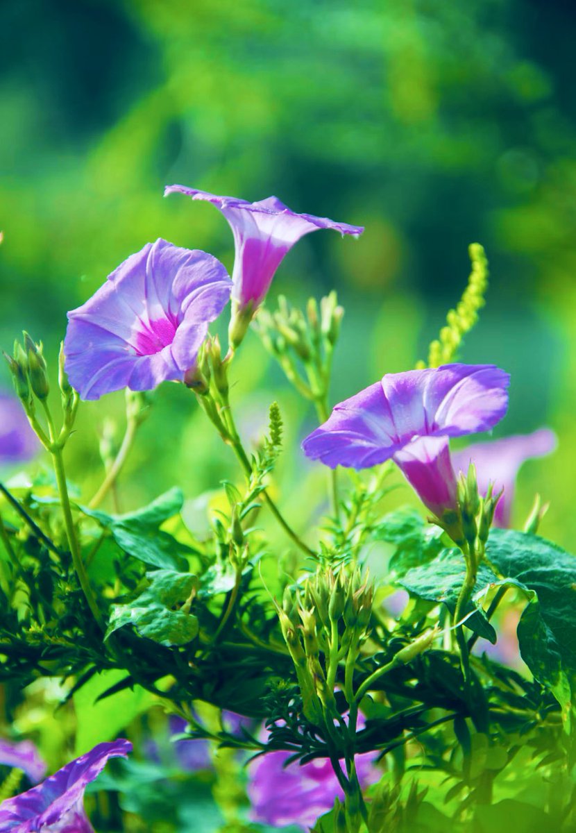 Good  morning🍃🍃

Let's spend today with a smile💜

Hope you have a wonderful day!

おはように
　今日もニッコリ
朝の顔