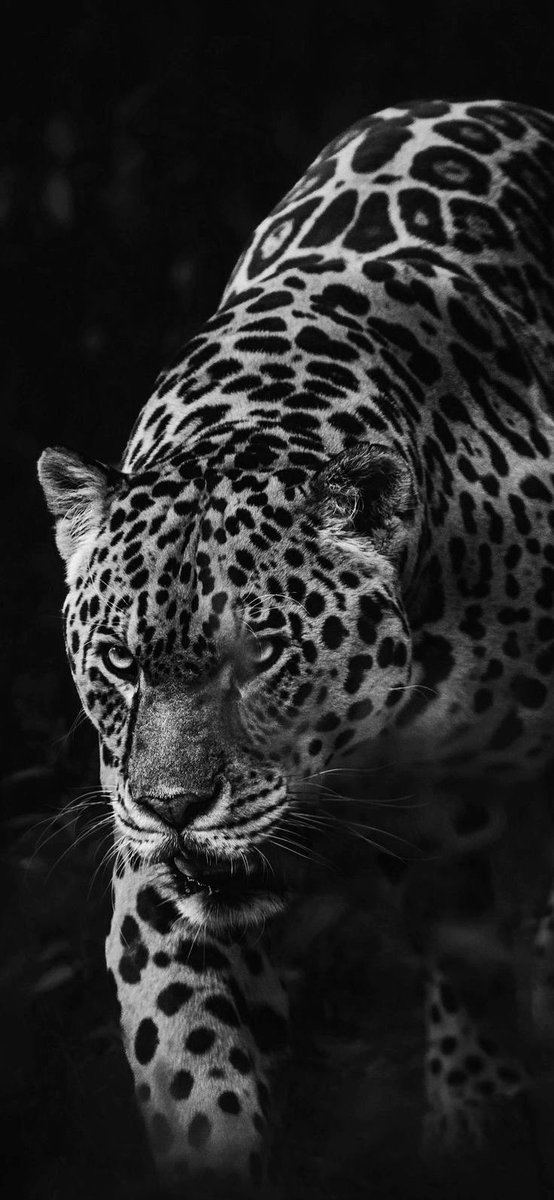 REX (@rexchillect) on Twitter photo 