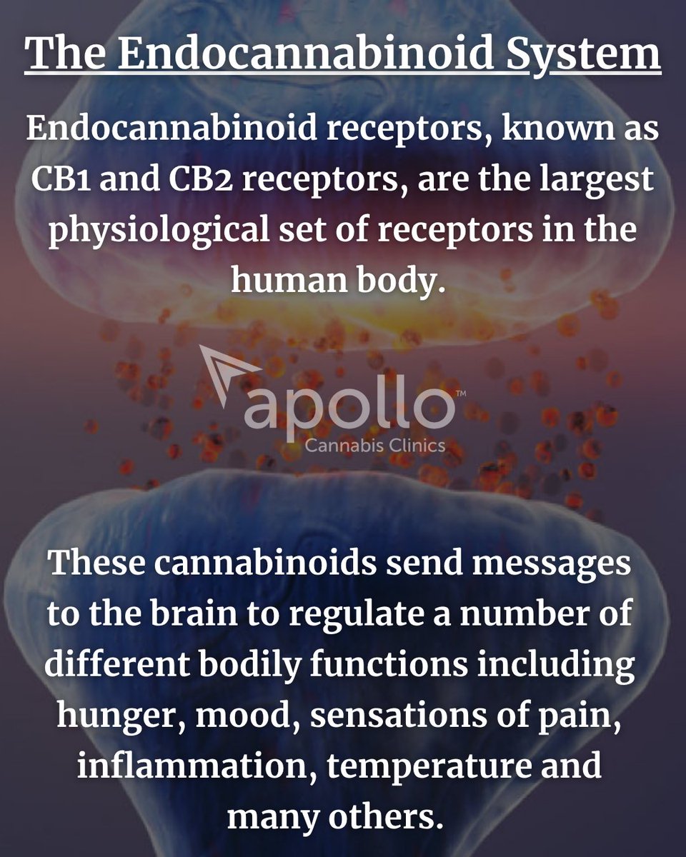 Discover how this intricate system plays a crucial role in maintaining homeostasis in our bodies and how medical cannabis can help optimize its function.
apollocannabis.ca/blog/what-is-t… 
#Science #HumanBody #Biology #Anatomy #Health #Medicine #Endocannabinoid #Cannabinoids #Healthy #Heal