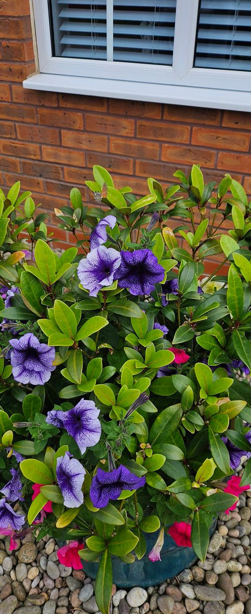 Mike_2859's tweet image. Can anyone out there know what type of insect this is #insectexpert @davidattenborough #davidattenborogh #entomologist?