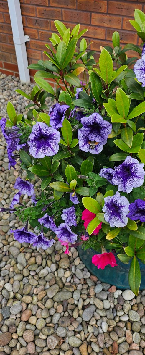 Mike_2859's tweet image. Can anyone out there know what type of insect this is #insectexpert @davidattenborough #davidattenborogh #entomologist?