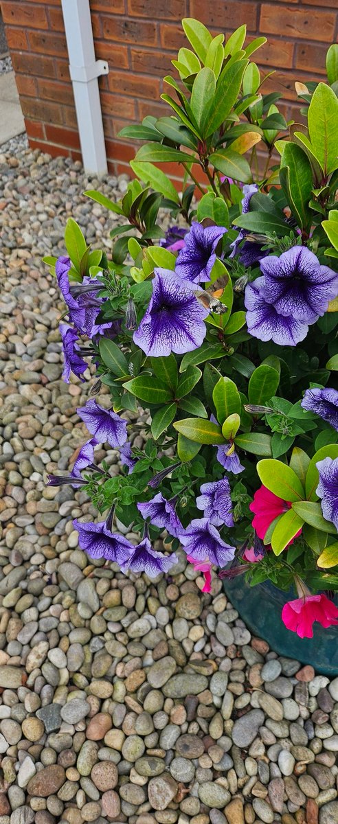 Mike_2859's tweet image. Can anyone out there know what type of insect this is #insectexpert @davidattenborough #davidattenborogh #entomologist?