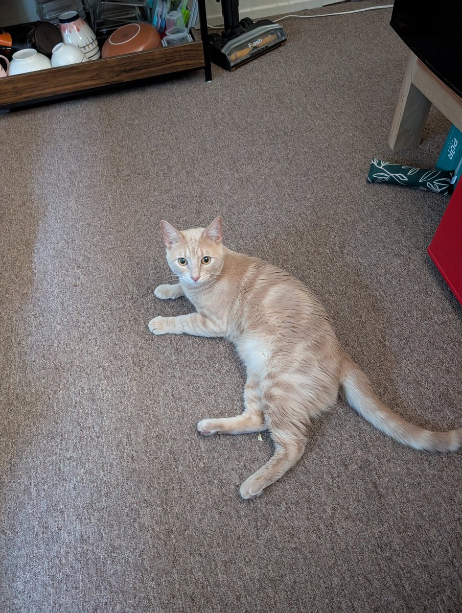 MercGato's tweet photo. I adopted this little guy yesterday. I'm naming him Tobin (sounds like toe-beans) I already have an older cat so hopefully they are best friends soon but we are taking it slow

He's being such a good brave boy 😍😭 https://t.co/YEJtdnigvv