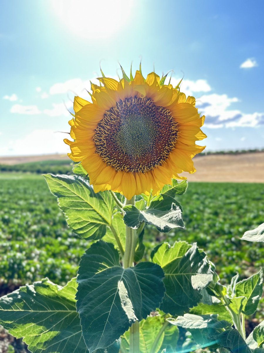 "Her çiçeğin toprağı vardır." #köy #aycicek