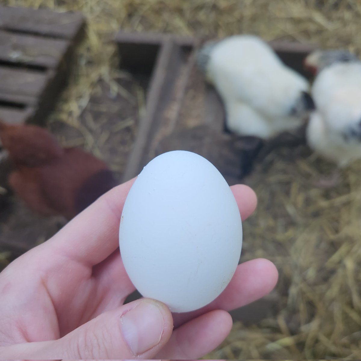 StrandFarm's tweet image. A perfectly white egg collected from the nesting box is pretty special. Wouldn't you agree?
Hope yall are having a great day!